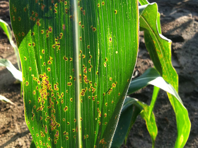 Southern corn rust pustules on a corn leaf in Georgia; the disease is moving north earlier than ever this summer. (Photo courtesy Bob Kemerait, University of Georgia Extension)